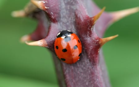 Ladybird - insect, spots, ladybird, red