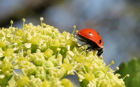 Ladybird - insect, spots, ladybird, red