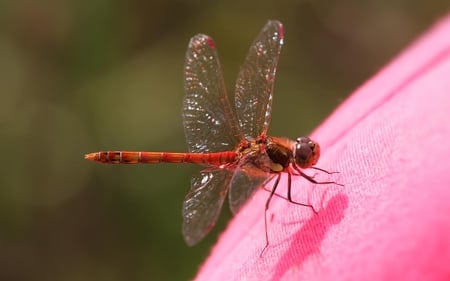 Red Dragonfly - insect, wings, dragonfly, red