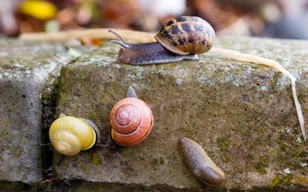 Snails and Slug - shell, slug, insect, slime, snail