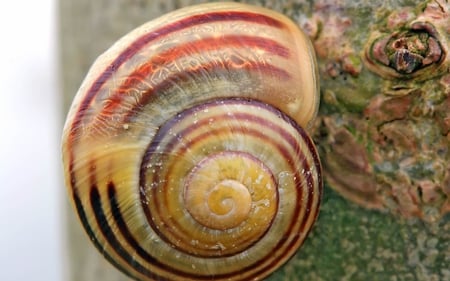 Snail - shell, insect, slime, snail