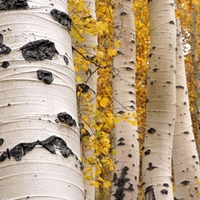 Trees in autumn season