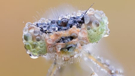 Preying Mantis Head - insect, water, preying mantis, bug