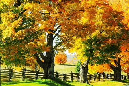 A beautiful day of autumn - trees, yellow, beautiful, colors, leaves, nature, autumn, view, green, field, day, sun