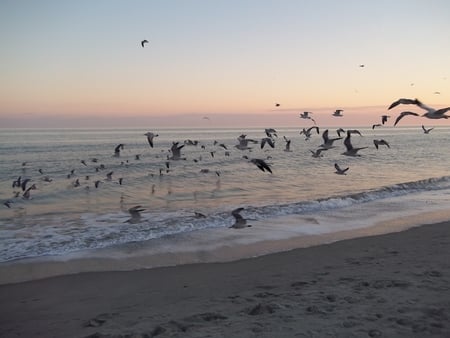 Winter Flight - birds, winter, nature, beach