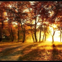 Sunset through the trees