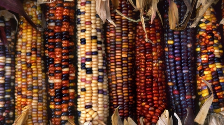 decorative corn - warm, fall, colorful, nature, autumn, photography, harvest, thanksgiving