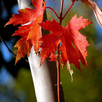 Red Autumn Leaves