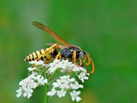 Bug on Flower - flower, picture, bug, cool