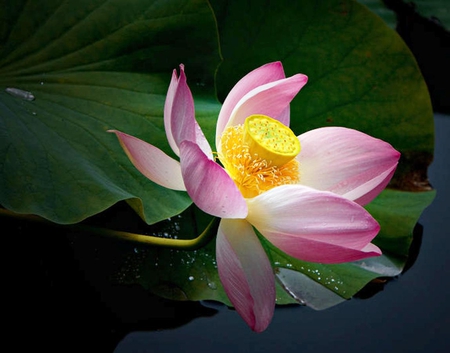 The Divine Lotus Flower - lotus, pink, delicate, green, flower, divine