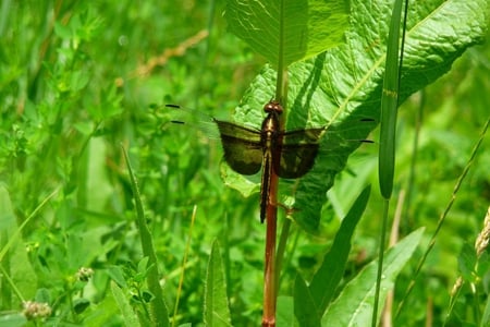 Dragonfly - in grass, picture, cool, dragonfly