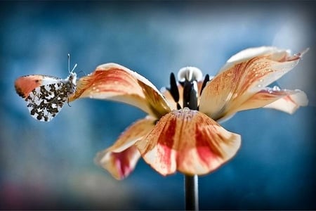 Moth on Flower - picture, moth, on flower, beautiful