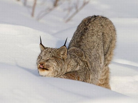 Cat in Snow - cat, funny, in snow, picture