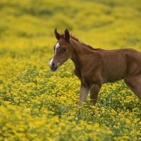 Baby Arabian Colt