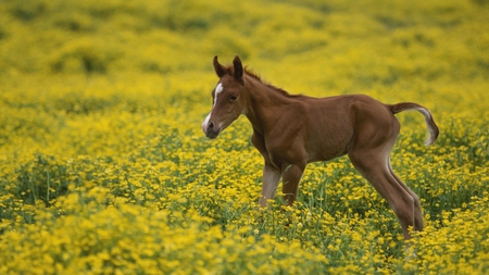 Baby Arabian Colt - sunny, yellow, summer, brown, spring, arabian colt, flowers, field, forever, sunshine, morning, baby, afternoon, single, horses, autumn, little, animals, wild