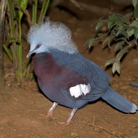 Crowned-Pigeon