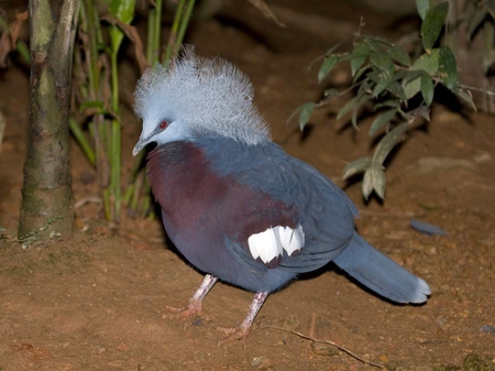 Crowned-Pigeon - crowned, picture, pigeon, beautiful