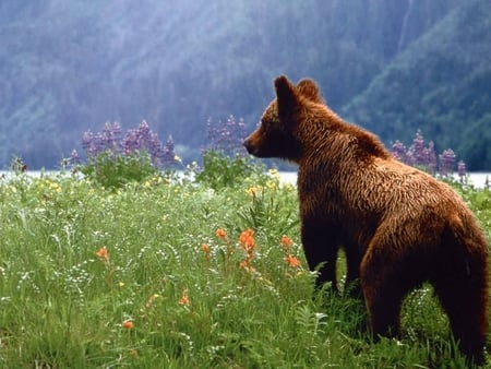 Grizzly bear in field - nature, wildlife, brown, bear, animal, field, grizzly