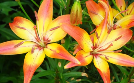 Lili - flower, orange, lili, leaf