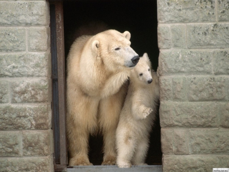 Who comes here? - bear, white, animal, nature, polar, arctic, wildlife