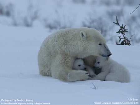 Mother's love protection - wildlife, cub, bear, mother, white, nature, animal, polar, arctic