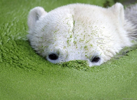 Naughty polar bear cub Knut - bear, white, animal, nature, polar, arctic, wildlife