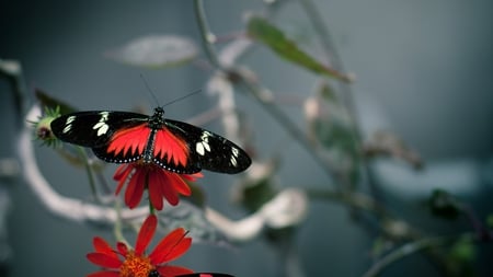 red,white and black beauty - beauty, nature, butterfly, macro, photography, insect, animal, wings