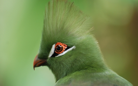 God Art - view, art, animals, photography, beautiful, green, wonderful, birds