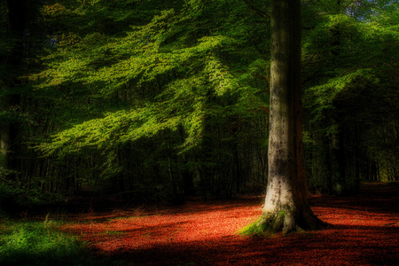 Detail forest - autumn, trees, light, detail, nature, fall, forest, red, green, leaves, tree