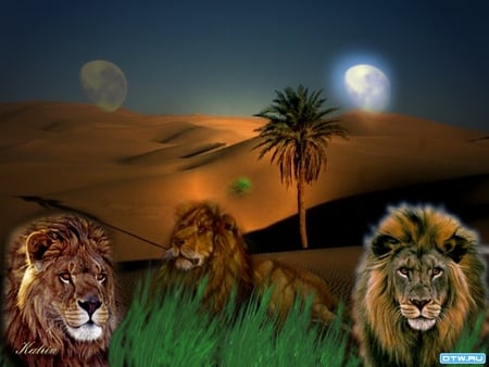 Lion desert - moon, desert, beast, palm, drawing, animal, lion, art, wildlife, dune