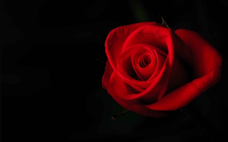 Red Rose for My Best Rose - flowers, black, nature, beautiful, red, rose, beauty