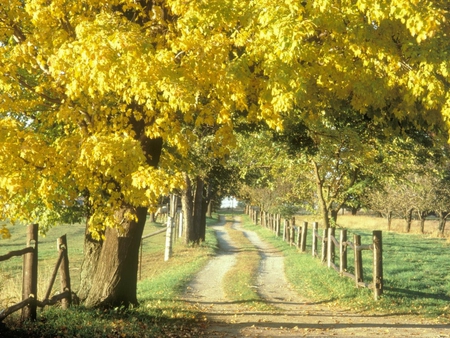 road - nature, fence, autumn, trees, road