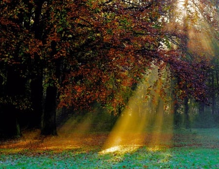 sun rays - nature, rays, trees, sun