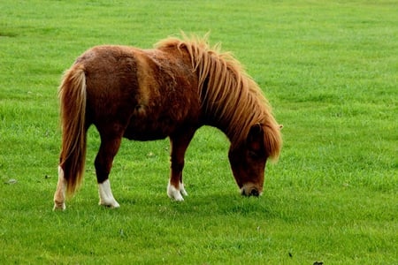 Lovely horse in grass - animal, horse, grass, run