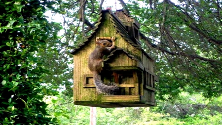 LET-ME-IN - food, birdhouse, tree, squirrel