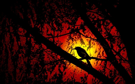 Alone Homeless Bird - red, forest, animals, bird, beautiful, dark, sun, home, homeless, trees, sunset, nature