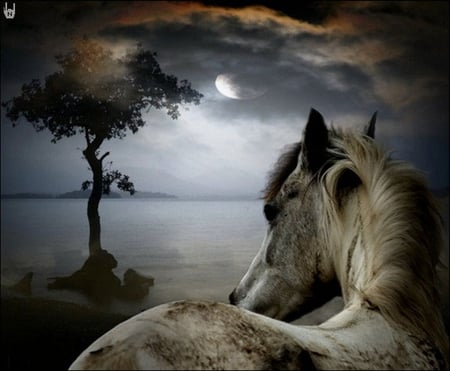 Horse at night - moon, lake, horse, night, animal, run