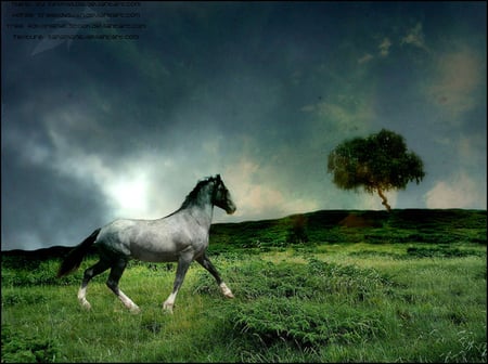 Dreams - animal, horse, grass, run