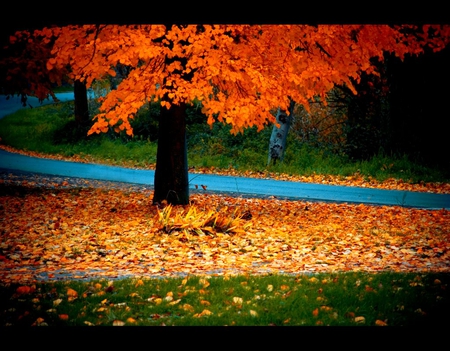 autumn colours - nature, autumn, colours, tree, colourful