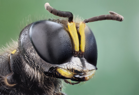 Insect Head - insect, macro, eyes, head