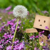 Danbo in Flowers