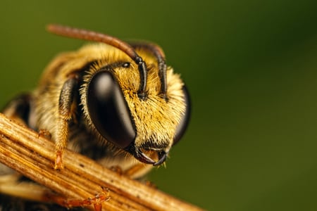 Insect Head - head, eyes, insect, bug