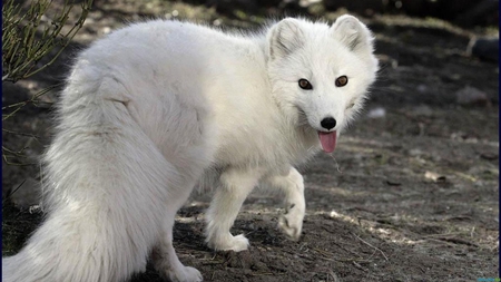 Siberian white fox - white, animal, fox, siberia, wildlife