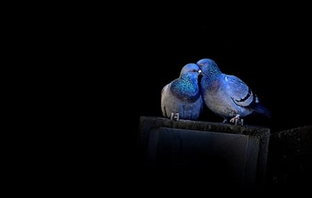 Love - doves, love, black, blue