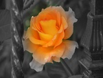 Orange Rose Prison