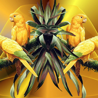 Abstract Parrots