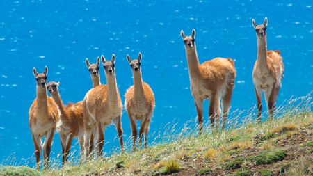 Who's there ? - wildlife, lama, family, blue sky, watching