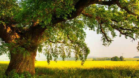 Bright Summer Morning - nature, summer, field, tree, oak