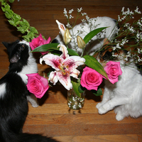 Cats like flowers too !