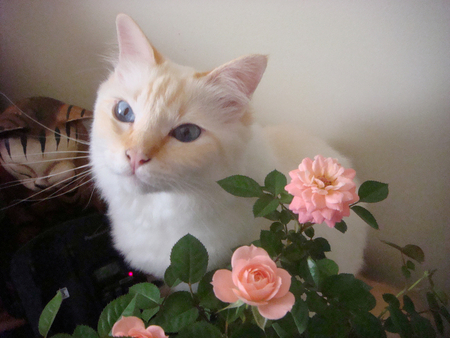 still life with cat - still life, white beige, cat, pink roses